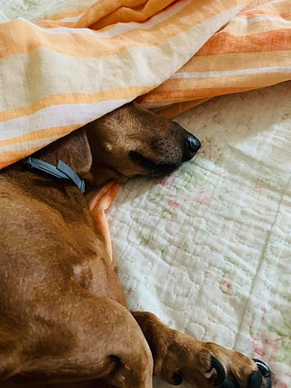 O cachorrinho Marley.