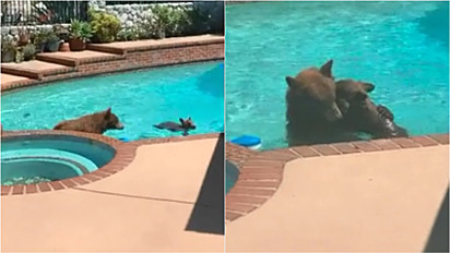 Ursos invadem residência californiana para se refrescarem.