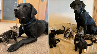 Labrador ajuda a cuidar de uma ninhada de gatos em lar temporário.