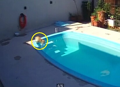 O gatinho se desiquilibrou e caiu na piscina.