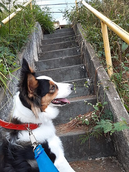O cachorrinho Zeus.