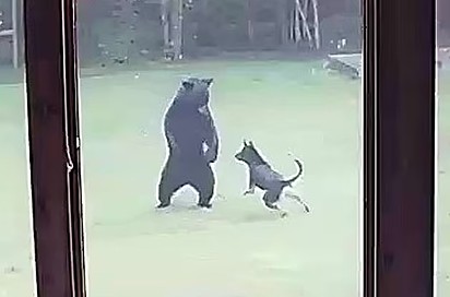 O filhote urso aceitou o convite para uma brincadeira com o cachorro.