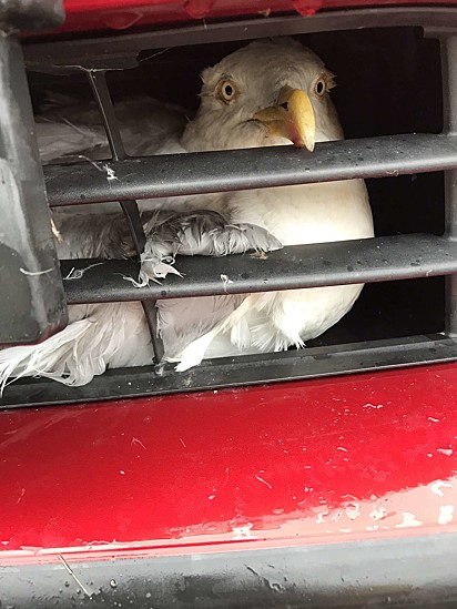 A gaivota colidiu com o carro e de alguma forma ficou presa no para-choque.