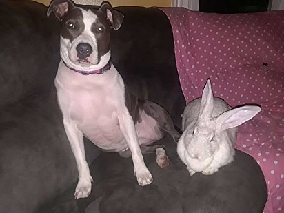 A pit bull Grace e a coelha Sophie.