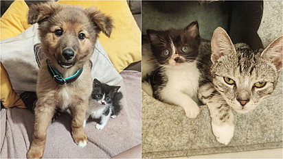 Filhote de gato resgatado faz amizade com integrantes de lar temporário.