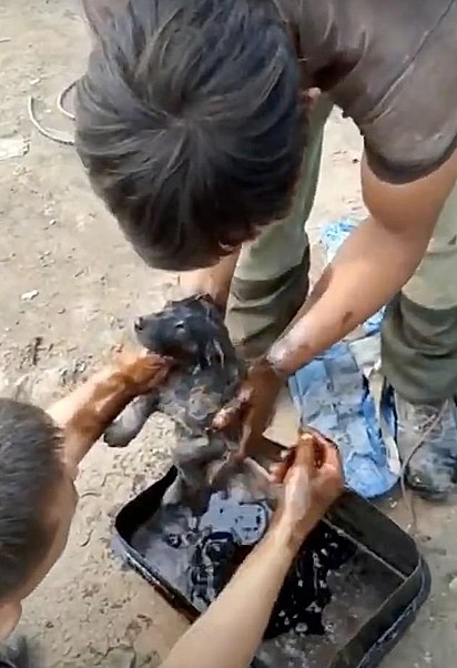 Os irmãos lavaram o filhote com diesel para remover o alcatrão.