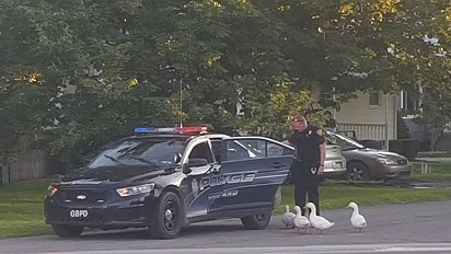 A polícia foi acionada para deter a bagunça dos patos.