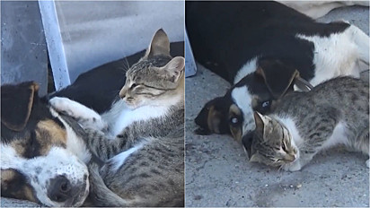 Cão e gato protagonizam linda amizade em cidade turca.