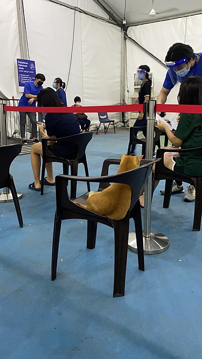 O gatinho viu uma cadeira disponível na fila e resolveu se acomodar ali.