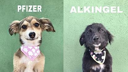 Estudante de São Paulo usa criatividade em nomes de cachorro para incentivar adoções.