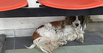 O cão acompanhou o seu dono até a porta do hospital.