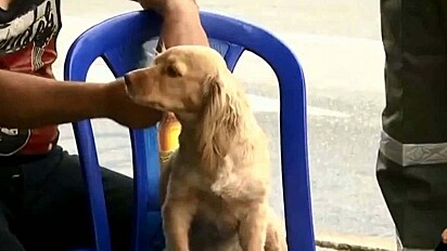 O cachorrinho Chester.