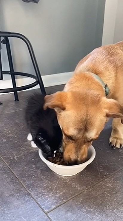 Os dois não se importam de compartilhar a comida juntos.