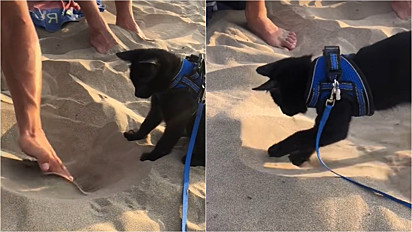 Gatinho vai a primeira vez à praia, vê seu dono cavoucando a areia e o imita.