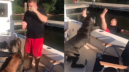 Dono é empurrado dentro da água por cachorro enquanto ensinava comando.
