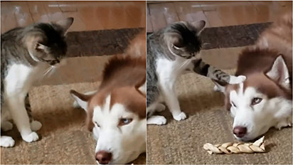 Gato implica com o seu irmão husky siberiano para testar a sua paciência.