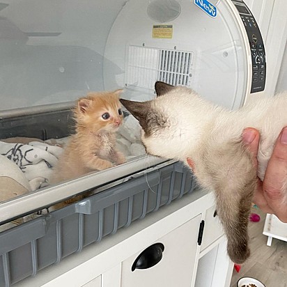 Por enquanto o pequeno só observa os gatinhos pela incubadora.