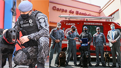 Cadela labradora que serviu o Corpo de Bombeiros de São Paulo, durante cinco anos é oficialmente aposentada.