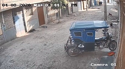 Os dois dobram a esquina em perseguição, enquanto um terceiro cão deitado só observa.