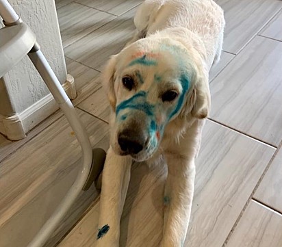 O cão Larry espantou os donos ao aparecer pintado na cozinha.