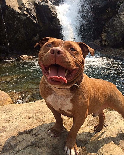 O pit bull Meaty.