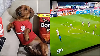 Dachshund vestido com a camiseta do seu time do coração assiste jogo de futebol.