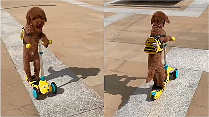 Poodle é visto andando de scooter pelas ruas de Londres, na Inglaterra.