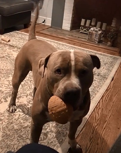 O pit bull Brodie.