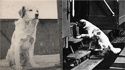 Cachorro alma livre gostava de viajar sozinho de trem na década de 1950 na Itália.