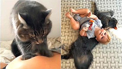 Jovem compartilha ternos momentos do seu gato com o seu filho desde o ventre da sua barriga.