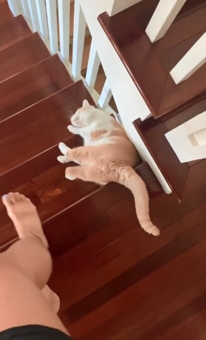 O gatinho Ricky adora acompanhar a tutora descendo os degraus.