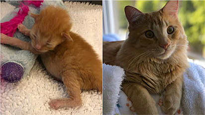 O antes e depois do gato Frito.