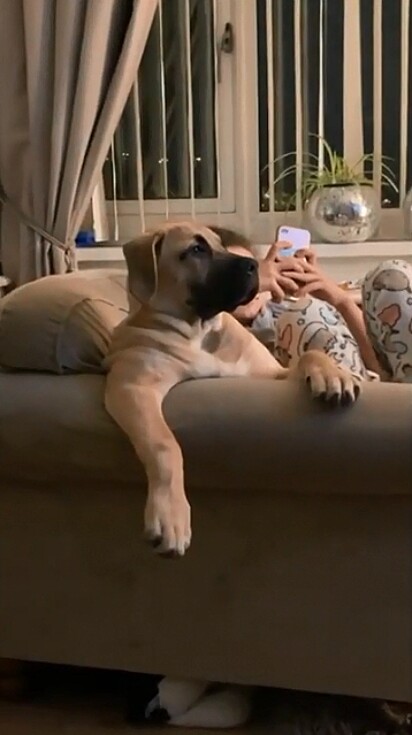 O cachorrinho foi flagrado sentado no sofá da sala assistindo futebol.