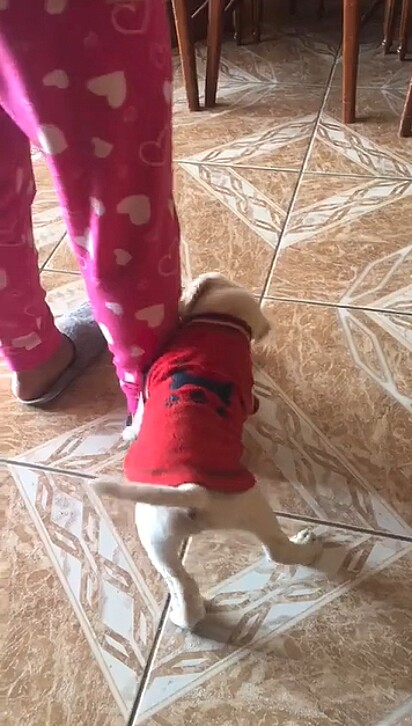 Empolgado o filhote se grudou na canela da tutora.