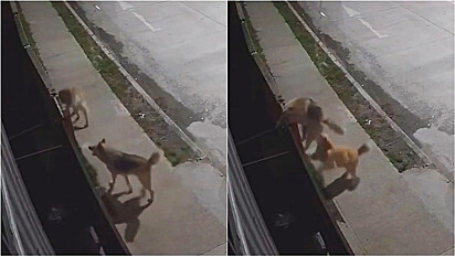 Cães saem para a rua e câmera flagra momento em que um ajuda o outro a entrar dentro de casa.