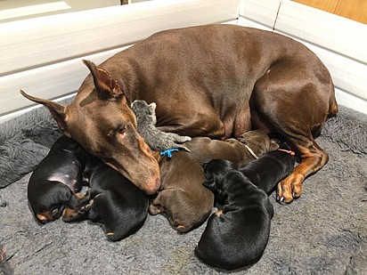 Há duas semanas, Ruby deu à luz seis filhotes e não se negou a amamentar o gatinho.