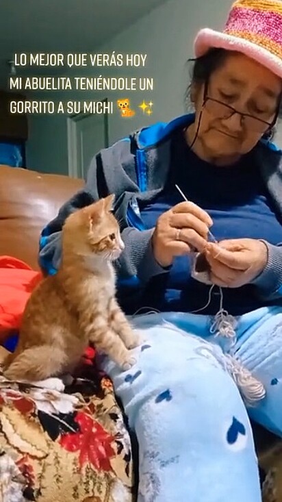 A vozinha com muito amor tricotou um chapéu para o gatinho da neta.