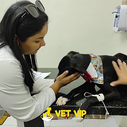Em março Quindim entrou na clínica veterinária pedindo ajuda.