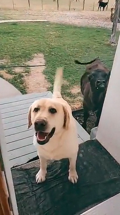 O cãozinho tentou convencer a dona deixar a vaca entrar dentro de casa.