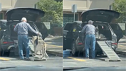 Homem constrói rampa para ajudar o seu cão idoso a entrar no carro.