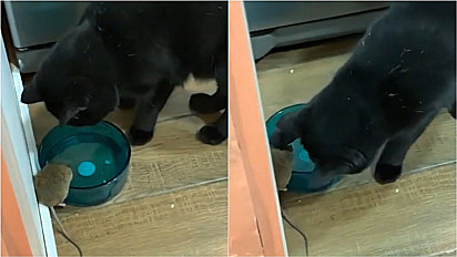 Dono flagra seu gato bebendo água na tigela na companhia de um rato.
