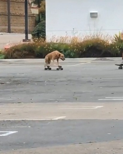 O caramelo arrasou no skate.