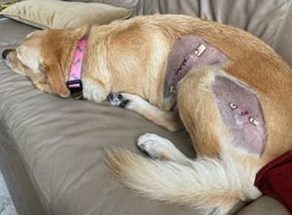 O cão passou por uma operação, pois o ataque da mordida foi profundo.