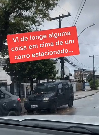O cachorro atraiu a atenção de Fabiane de longe.