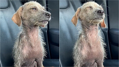 Após resgate, cachorrinha fecha os olhos de alívio ao saber que terá uma nova vida.