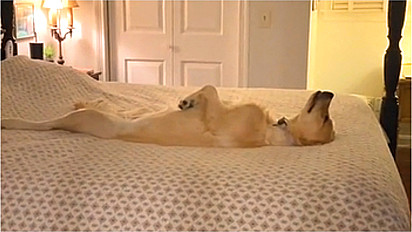 Golden retriever dorme em posição inusitada em cama de dona.