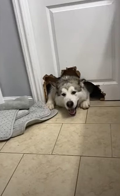 O cão, para ficar próximo da dona enquanto ela estava no banheiro, fez um buraco na porta.
