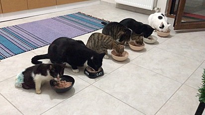Os gatos de Ahsen estão todos comendo em suas tigelas