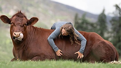 Escocesa faz amizade com touro resgatado ainda filhote.
