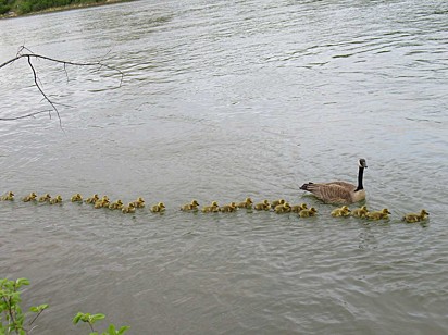 A mamãe ganso nada pelo lago, enquanto os filhotes a seguem 